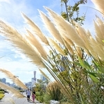 秋空の下で、潮風に揺れるパンパスグラス＝９日午後、神戸市中央区新港町