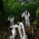 薄暗い林の中で咲いたギンリョウソウモドキ＝１１日午後、神戸市灘区六甲山町北六甲、六甲高山植物園