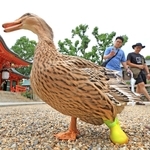 負傷した足を保護するため、黄色の靴を履くアイガモの「すーちゃん」＝生田神社 