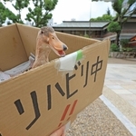 段ボールで運ばれるカモの「すーちゃん」＝生田神社
