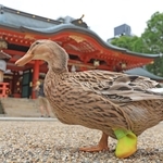負傷した足を保護するため、黄色の靴を履くカモの「すーちゃん」＝生田神社