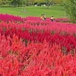 ピンクや赤などの花が見頃を迎えたケイトウ＝淡路市夢舞台、国営明石海峡公園