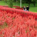 ピンクや赤などの花が見頃を迎えたケイトウ＝淡路市夢舞台、国営明石海峡公園