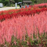 ピンクや赤などの花が見頃を迎えたケイトウ＝淡路市夢舞台、国営明石海峡公園