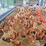 この夏、「ケージ」から「平飼い」にリニューアルした県立農業高校の鶏舎＝加古川市平岡町新在家