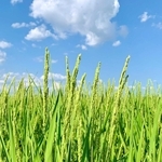 出穂した山田錦＝加西市