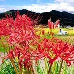 赤いヒガンバナが収穫時期を迎えた田のあぜを彩っている＝神戸市北区山田町東下