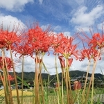 赤いヒガンバナが収穫時期を迎えた田のあぜを彩っている＝神戸市北区山田町東下