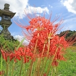 赤いヒガンバナが収穫時期を迎えた田のあぜを彩っている＝神戸市北区山田町東下