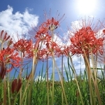 残暑が続く中、赤いヒガンバナが田のあぜを彩っている＝神戸市北区山田町東下