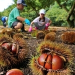 いがの中からつややかな実をのぞかせる栗＝21日、丹波市氷上町、福田観光栗園