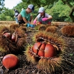 いがの中からつややかな実をのぞかせる栗＝21日、丹波市氷上町、福田観光栗園