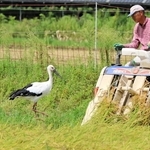 稲刈りをするコンバインのそばで餌を探すコウノトリ。秋の恒例の風景となっている＝２３日午後、豊岡市内