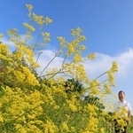 青空の下で咲き誇る秋の七草オミナエシ＝神戸市北区、あいな里山公園（撮影・小林良多）