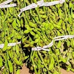 丹波篠山特産の「丹波篠山黒枝豆」＝２０２３年１０月、丹波篠山市内