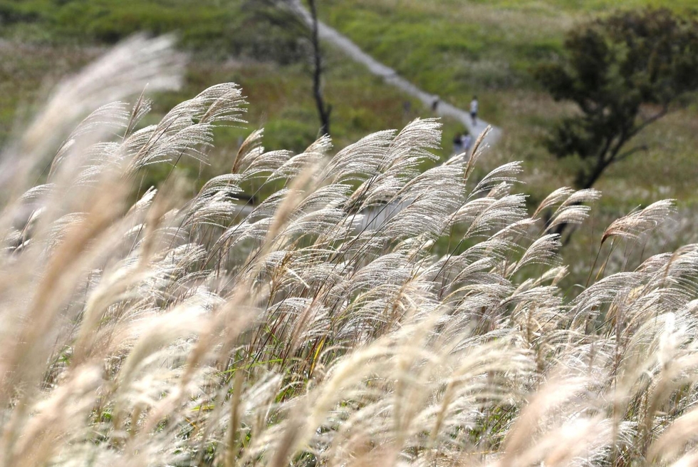 秋めく草原、銀に輝く 砥峰高原でススキ見頃、11月初旬ごろまで