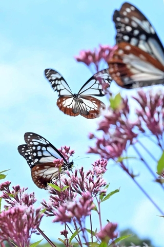フジバカマの周囲を飛び回るアサギマダラ＝神戸市灘区、摩耶山天上寺（撮影・風斗雅博）