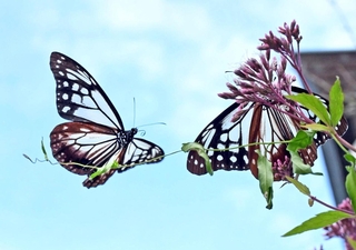 境内を飛び回るアサギマダラ＝神戸市灘区、摩耶山天上寺（撮影・風斗雅博）