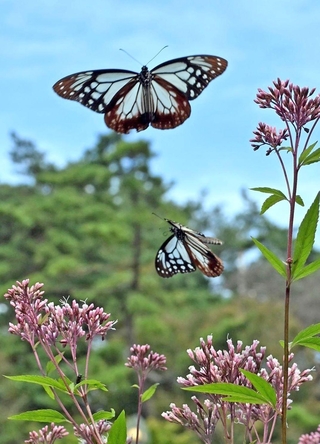 フジバカマの周囲を飛び回るアサギマダラ＝神戸市灘区、摩耶山天上寺（撮影・風斗雅博）