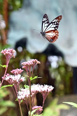 フジバカマの花の蜜を求めて飛び回るアサギマダラ＝神戸市灘区、摩耶山天上寺（撮影・風斗雅博）