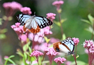 フジバカマの花の周りを飛び回るアサギマダラ＝神戸市灘区、摩耶山天上寺（撮影・風斗雅博）