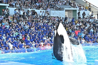 神戸須磨シーワールドのショー