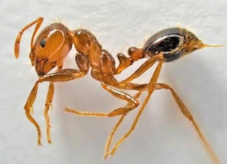 神戸市中央区のポートアイランドで見つかったヒアリ（市提供）