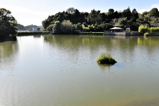 太陽光パネルの設置を計画している丸山総合公園の池＝加西市北条町西高室