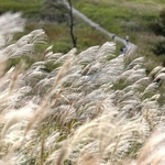 草原を銀色に染めるススキ＝１日午後、兵庫県神河町川上、砥峰高原