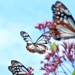 フジバカマの周囲を飛び回るアサギマダラ＝神戸市灘区、摩耶山天上寺（撮影・風斗雅博）