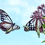 境内を飛び回るアサギマダラ＝神戸市灘区、摩耶山天上寺（撮影・風斗雅博）