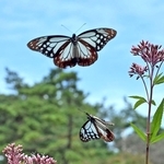 フジバカマの周囲を飛び回るアサギマダラ＝神戸市灘区、摩耶山天上寺（撮影・風斗雅博）