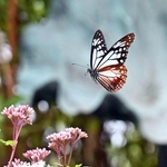 フジバカマの花の蜜を求めて飛び回るアサギマダラ＝神戸市灘区、摩耶山天上寺（撮影・風斗雅博）