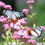 フジバカマの花の周りを飛び回るアサギマダラ＝神戸市灘区、摩耶山天上寺（撮影・風斗雅博）