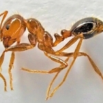 神戸市中央区のポートアイランドで見つかったヒアリ（市提供）