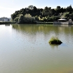 太陽光パネルの設置を計画している丸山総合公園の池＝加西市北条町西高室