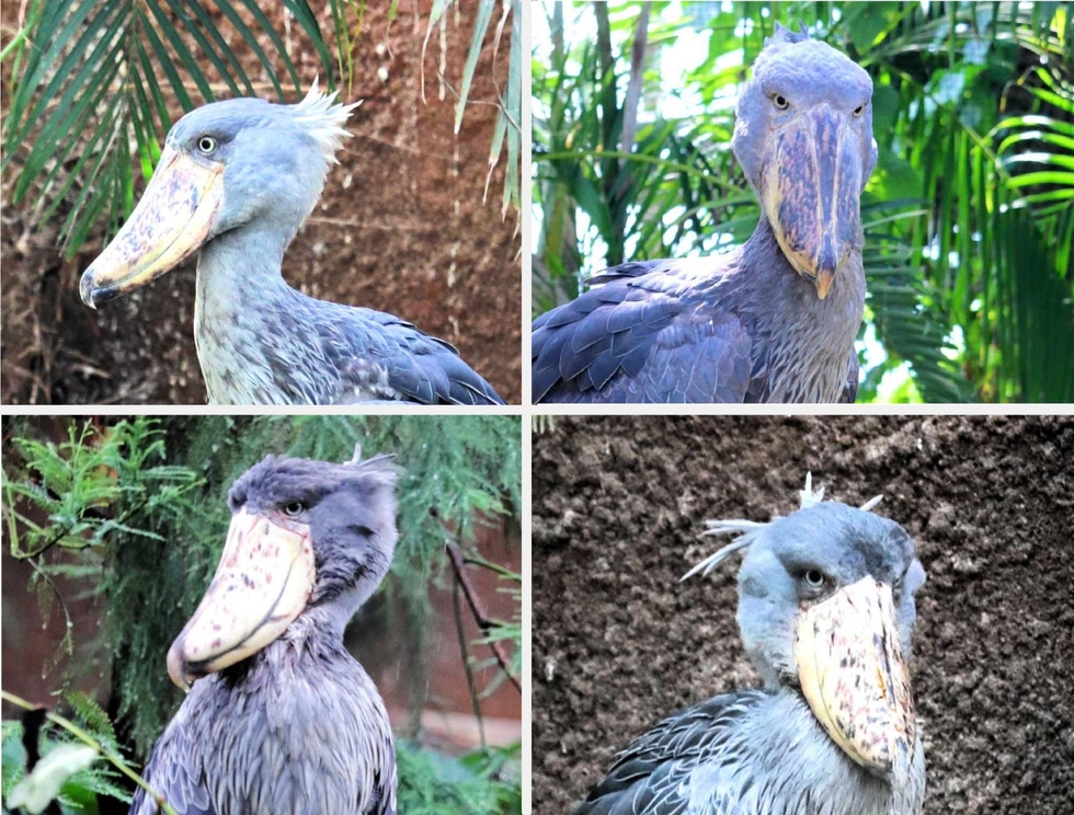 一見同じように見えるけど… 神戸どうぶつ王国、4羽のハシビロコウ