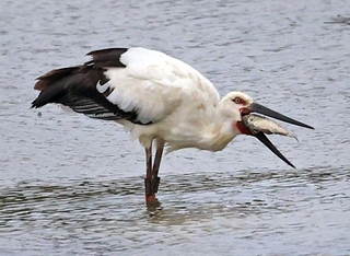 大きな魚を捕まえるコウノトリ＝加古川市内