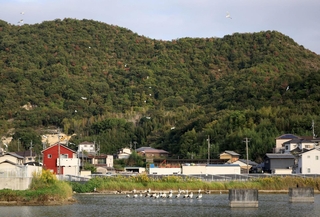 民家近くのため池に集まるコウノトリ。上空ではサギも飛び交う＝高砂市内