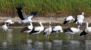 かいぼりで水位の下がったため池に集まるコウノトリ＝高砂市内