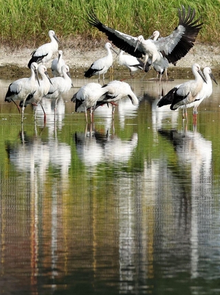 かいぼりで水位の下がったため池に集まるコウノトリ＝高砂市内