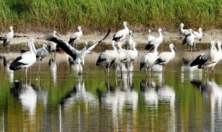 かいぼりで水位の下がったため池に集まるコウノトリ＝高砂市内