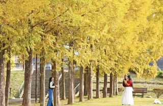 黄金に輝くメタセコイアの並木＝４日午後、西脇市上比延町（撮影・丸山桃奈）