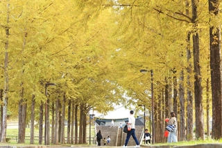 黄金に輝くメタセコイアの並木＝４日午後、西脇市上比延町（撮影・丸山桃奈）