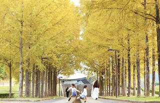 黄金に輝くメタセコイアの並木＝４日午後、西脇市上比延町（撮影・丸山桃奈）