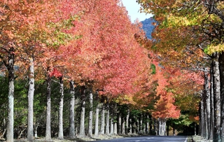 赤く染まったモミジバフウの並木＝西脇市塚口町（撮影・丸山桃奈）