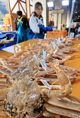 水揚げされて競り場に並ぶ松葉ガニ＝６日午前、浜坂漁港