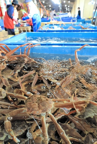 水揚げされて競り場に並ぶ松葉ガニ＝６日午前、浜坂漁港