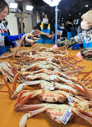 水揚げされて競り場に並ぶ松葉ガニ＝６日午前、浜坂漁港