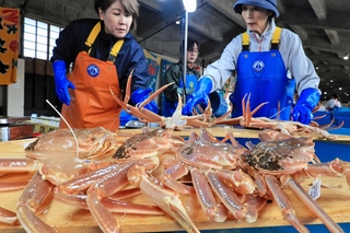水揚げされて競り場に並ぶ松葉ガニ＝６日午前、浜坂漁港